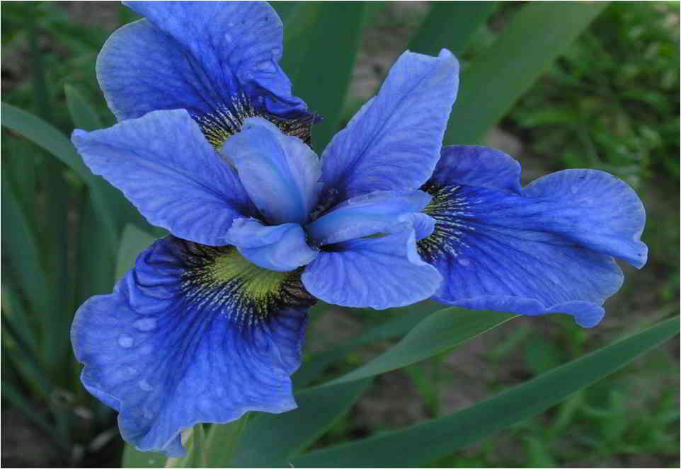 Ирис сибирский голубой фото и описание